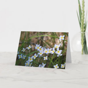 Carte Fleurs bleu clair et jaune Photographie nature