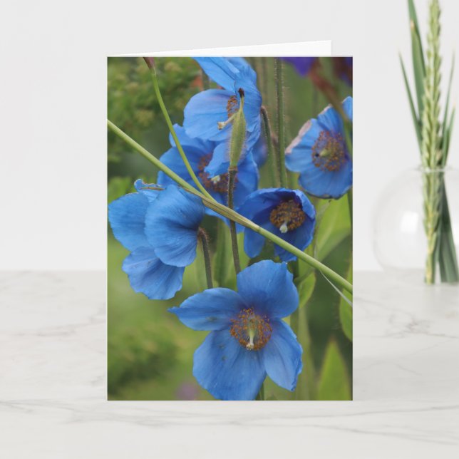 Carte Fleurs Bleues (Devant)