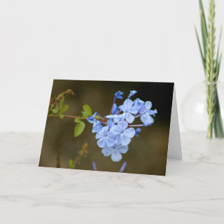 Carte Fleurs bleues