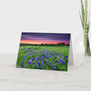 Carte Fleurs   Bluebonnets à Sunset Texas