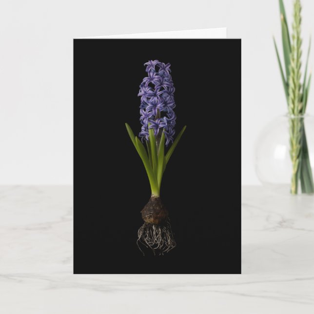 Carte Fleurs | Bulbe d'hyacinthe pourpre (Devant)