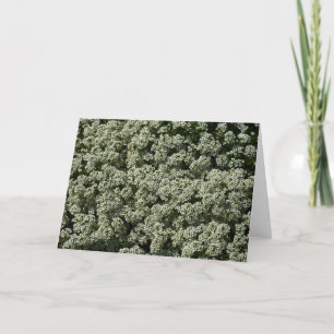 Carte Fleurs d'Alyssum doux Floral blanc