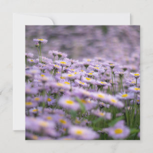 Carte Fleurs d'aster violet