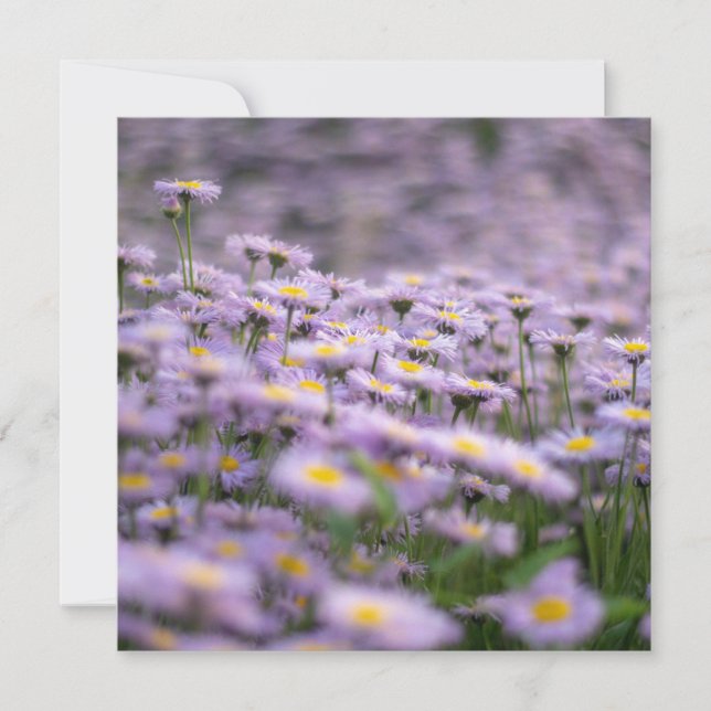 Carte Fleurs d'aster violet (Devant)