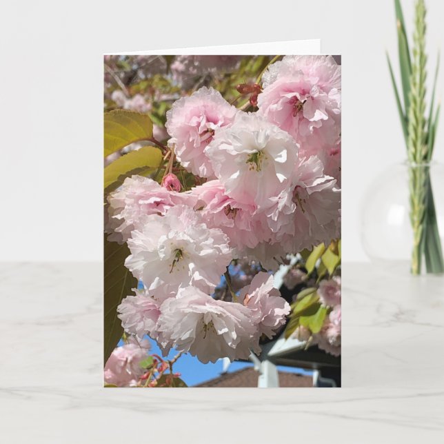 Carte Fleurs de cerisier rose vierges (Devant)