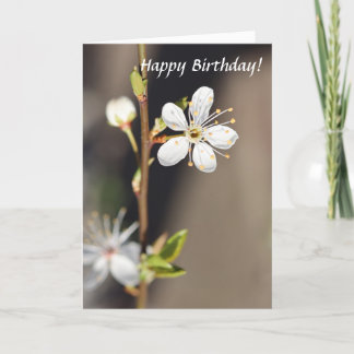 Carte Fleurs de cerisiers blancs