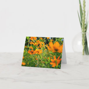 Carte Fleurs de Cosmos orange
