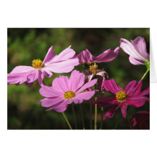 Carte Fleurs de Cosmos Violet