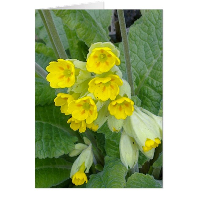 Carte Fleurs de cowslip (Devant)