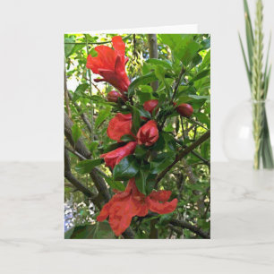 Carte Fleurs de grenadier