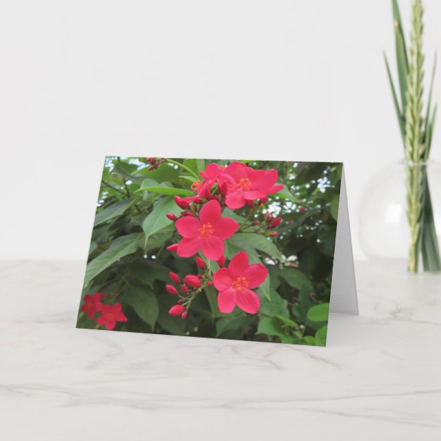 Carte Fleurs de Jatropha rouges (Devant)