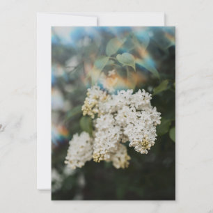 Carte Fleurs de Lilas Blanc avec Éclat Arc-en-Ciel