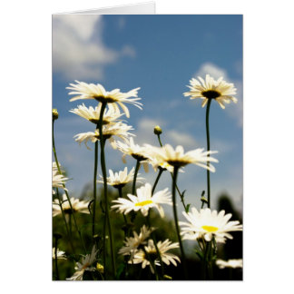 Carte Fleurs de marguerite blanche