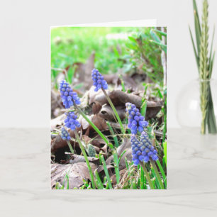 Carte - Fleurs de Pâques