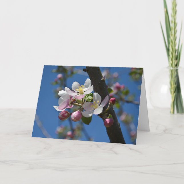 Carte Fleurs de pommier - Une branche fleurie de pommier (Devant)