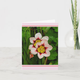 Carte Fleurs de Sparaxis