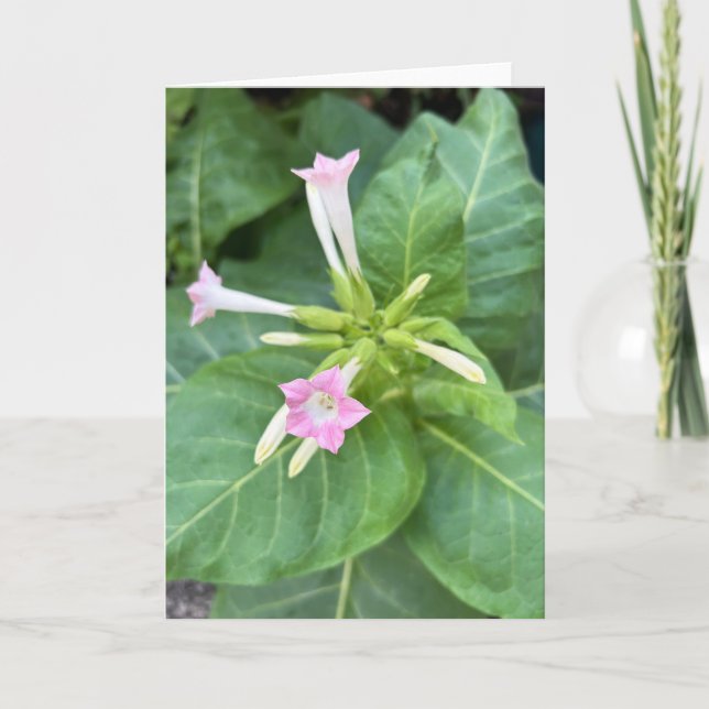 Carte Fleurs de tabac (Devant)