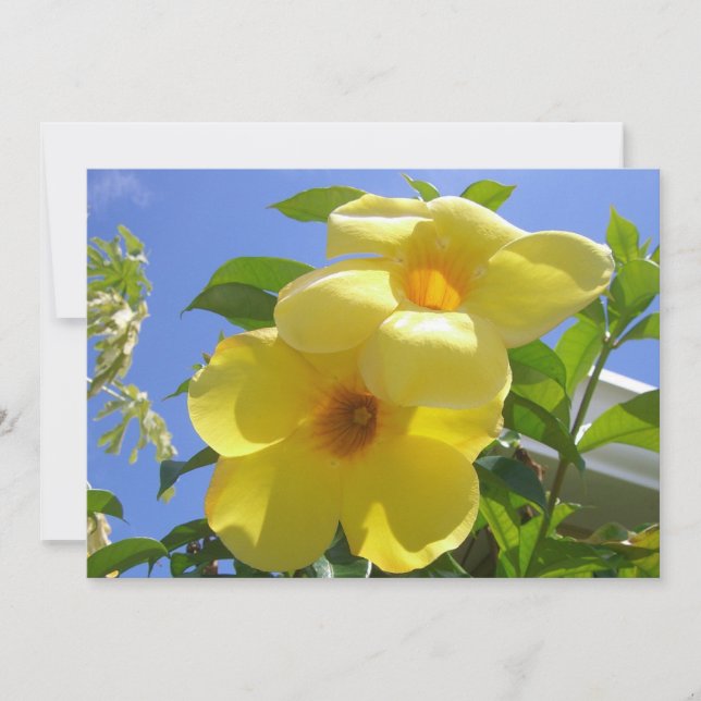 Carte Fleurs de trompette dorées I (Devant)