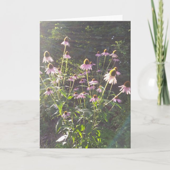Carte Fleurs d'échinacée au soleil (Devant)