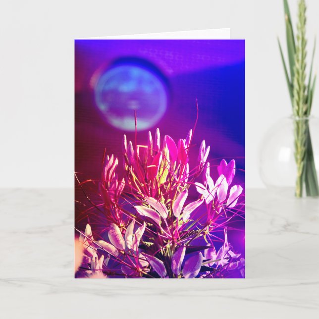 Carte Fleurs d'été (Devant)