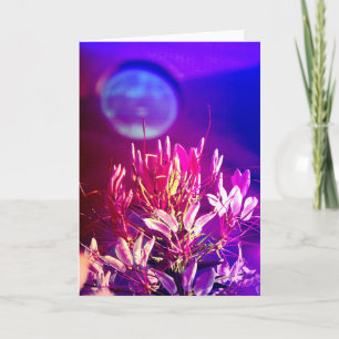 Carte Fleurs d'été