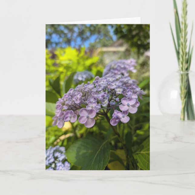 Carte Fleurs d'hortensia lavande (Devant)