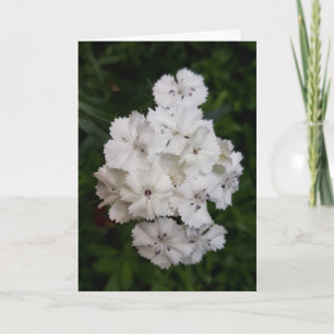 Carte Fleurs d'oeillets blanches