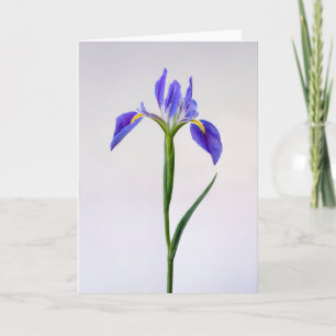 Carte Fleurs Fleur Iris Violet