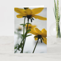 Fleurs jaunes Bidens Ne pas détourner GC