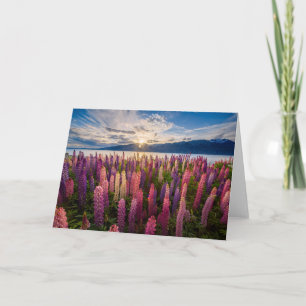 Carte Fleurs   Lupines Nouvelle-Zélande