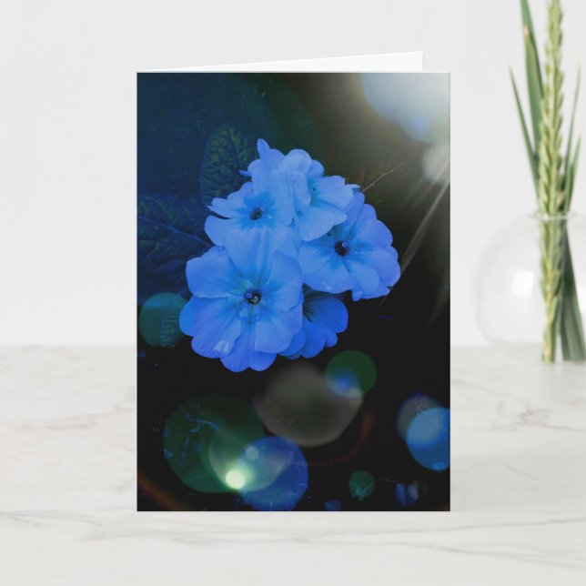 Carte fleurs Primroses en bleu (Devant)