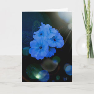 Carte fleurs Primroses en bleu