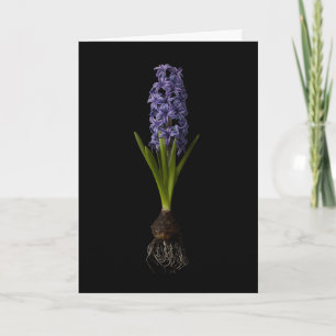 Carte Fleurs Puce Hyacinth violette
