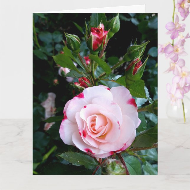 Carte Fleurs roses, Roses Blanches Rouge Rose (Orchidée)