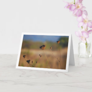 Carte Fleurs sèches dans le paysage de terrain