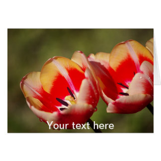 Carte Fleurs Tulip
