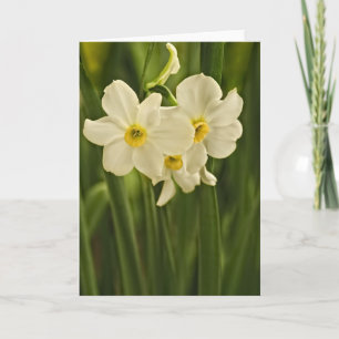 Carte Floral Photography :  Narcisse de printemps blanc