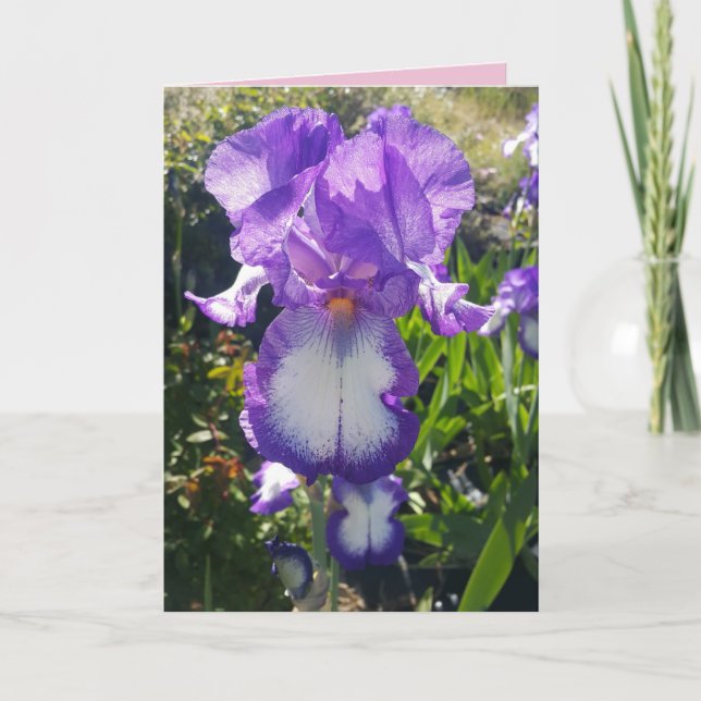 Carte florale aux fleurs d'Iris barbu Bleu et Blan (Devant)