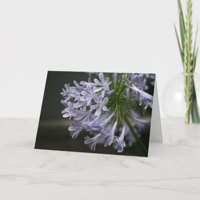 Carte florale d'Agapanthus bleu de Pourpre-Lilas (Devant)