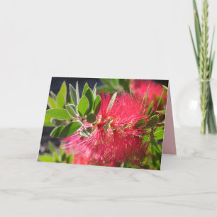 Carte florale de fleur australienne Red Bottlebrus