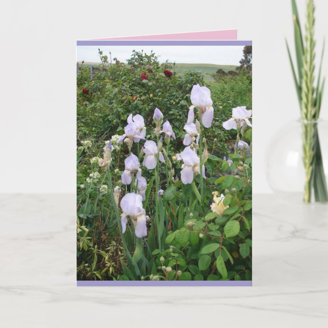 Carte florale de Iris violets de jardin de campagn (Devant)