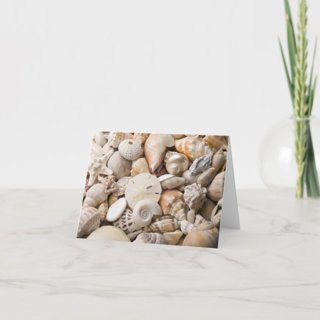 Carte Florida Sea Shell Arrière - plan - Beach Shells Cu (Devant)