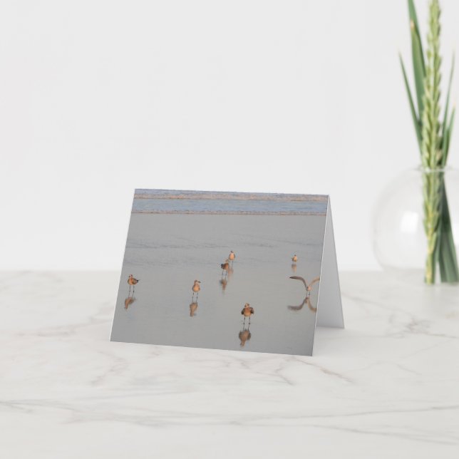 Carte Floride Beach Shorebirds Photographie de Blank Ins (Devant)