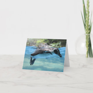 Carte Flotteur de pingouin