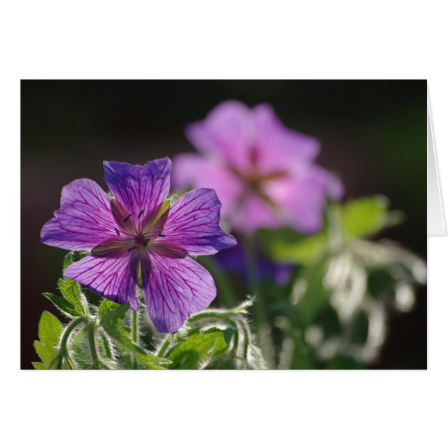 Carte Flower Géranium (Devant horizontal)