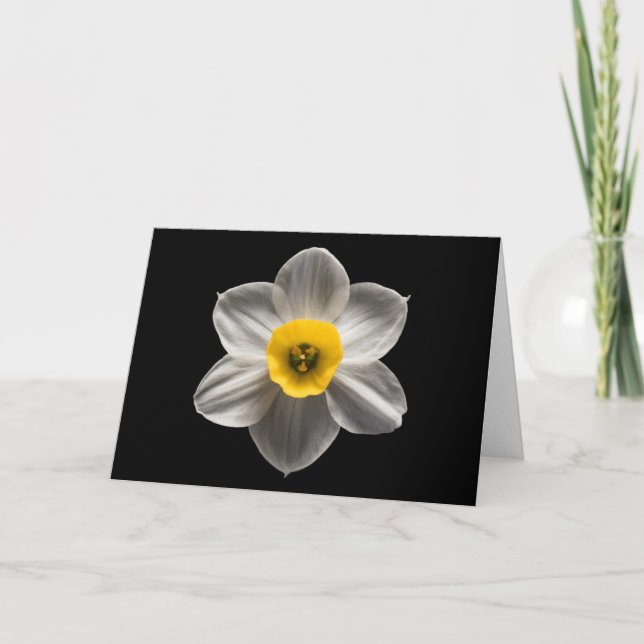 Carte Flowers | White Daffodil Flower (Devant)
