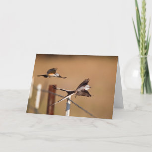 Carte FLYCATCHER Ciseaux-Coupés la queue (Tyrannus