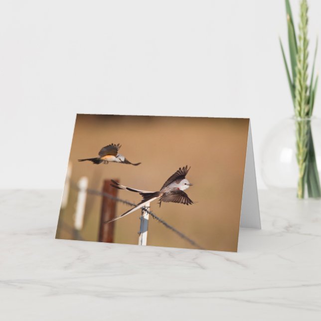 Carte FLYCATCHER Ciseaux-Coupés la queue (Tyrannus (Devant)