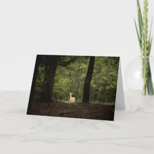 Carte Forests   A White Tailed Deer in the Woods