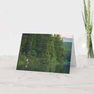 Carte Forêt   Elk au parc national Banff Alberta